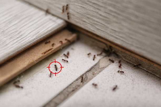 Best Mosquito Control Services  in Montauk, NY