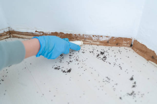Best Termite Control Services  in Montauk, NY
